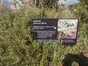 Rosemary