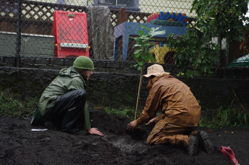 Fruit Tree Planting