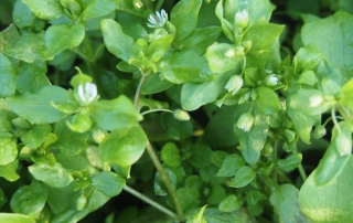 Chickweed-Wild-Salad-Greens-Josh-Wagler-Fernwood-NRG-Victoria-BC