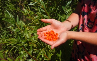 Sea-buckthorn