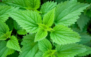 Stinging Nettle