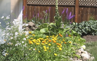 Herbal medicine