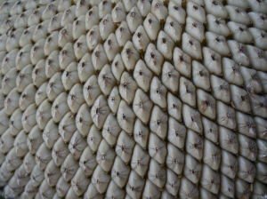 Sunflower Seeds