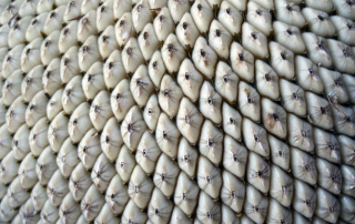 Sunflower-Seeds