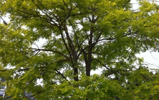 Robinia pseudoacacia 'Frisia'