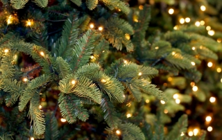 Tree and Lights