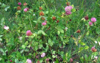 Red Clover Patch