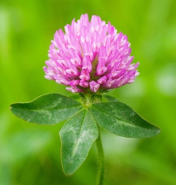 Red Clover