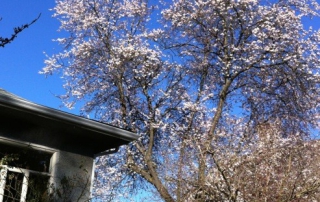 Cherry Tree