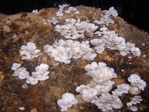 DIY-Fungi-Mycoremediation-Theory-Practise-October-28-2015