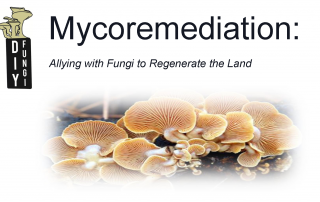 Mycoremediation-DIYFungi-FernwoodNRG-Victoria-Header