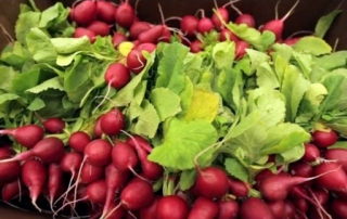 Radishes