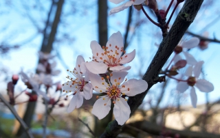 Blossom-SpringridgeCommon-Fernwood-NRG-Victoria