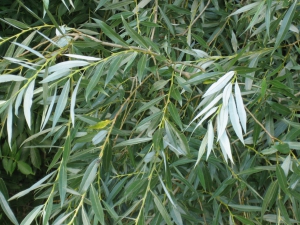 Salix_alba_leaves