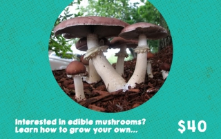 MushroomWorkshop_FernwoodNRG_2016-01