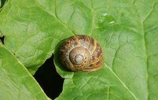 snail