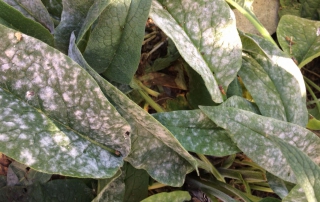 powdery mildew