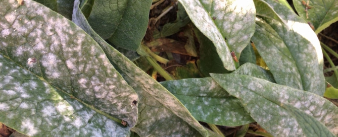 powdery mildew