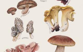 Edible Mushroom Catalog