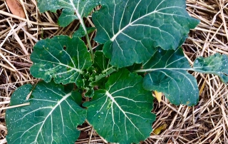 Winter Collard