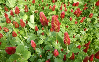 Crimson Clover