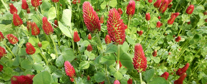 Crimson Clover