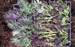 purple sprouting broccoli harvest