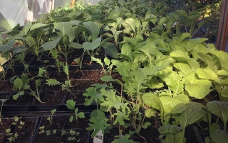 August Organic Plant Sale 2019