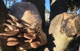 Oyster Mushrooms at the Compost Education Centre