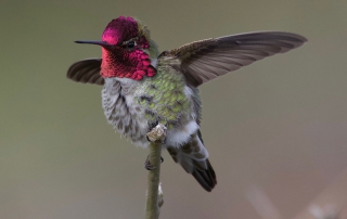 Anna's Hummingbird