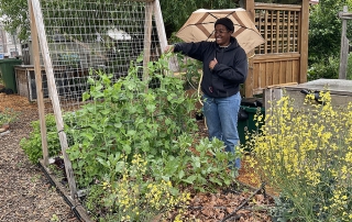 Peas in the garden - Kayla Siefried
