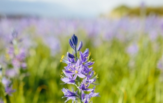 Close Up Of Purple Camas Flower Blossoming In Spring