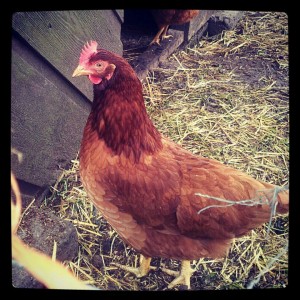 Mason Street City Farm