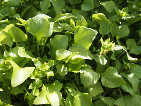 Miner's Lettuce_Mila Czemerys
