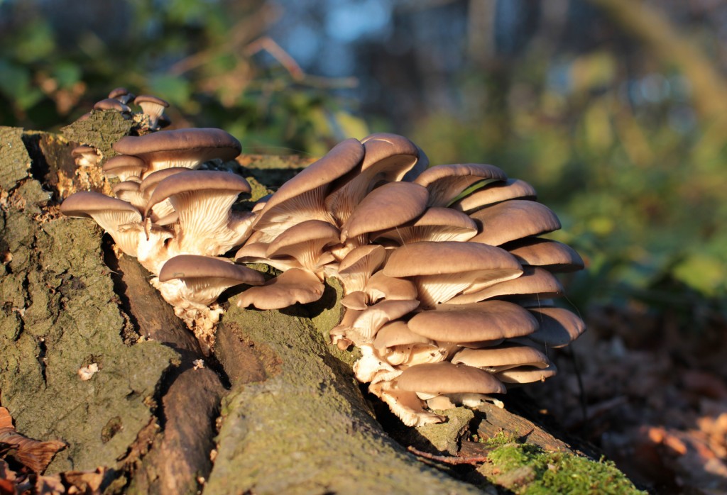 OysterMushroom_Stu'sImages