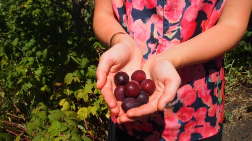 Plums