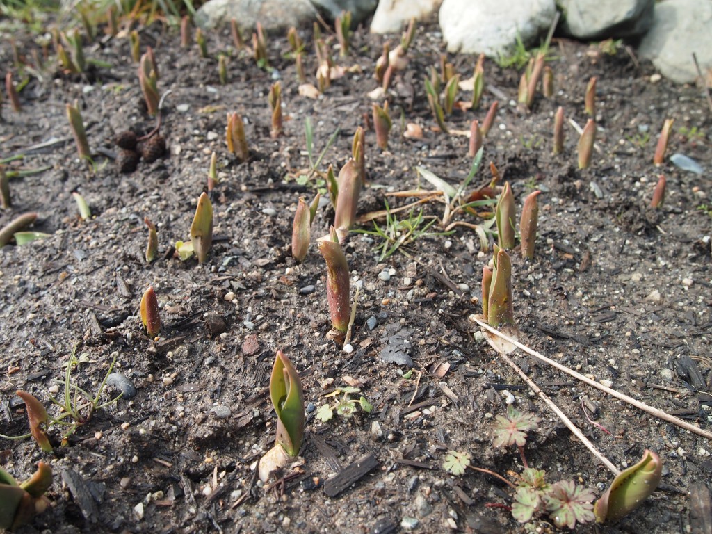 Bulbs popping up