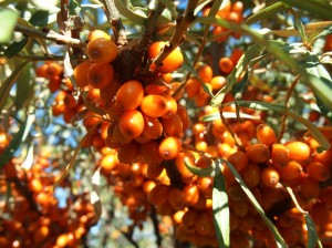 Sea Buckthorn