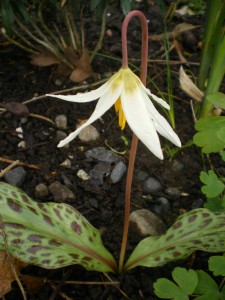 White Fawn Lily